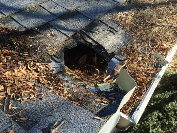 Catch of the Week Raccoons